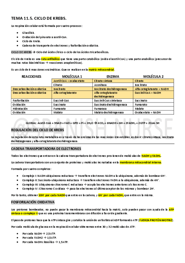Miniatura del documento TEMA-11.5.-Ciclo-de-Krebs.pdf