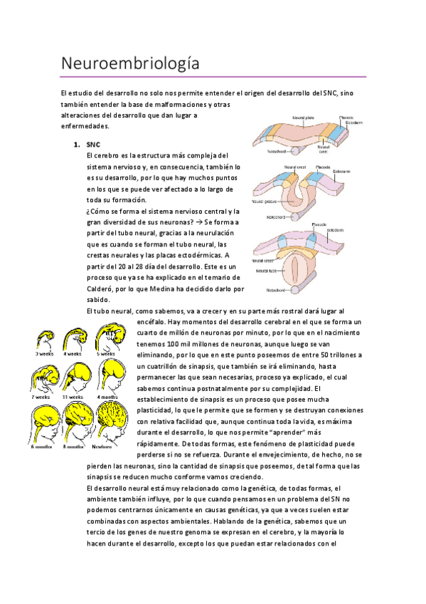Miniatura del documento Neuroembriologia.pdf