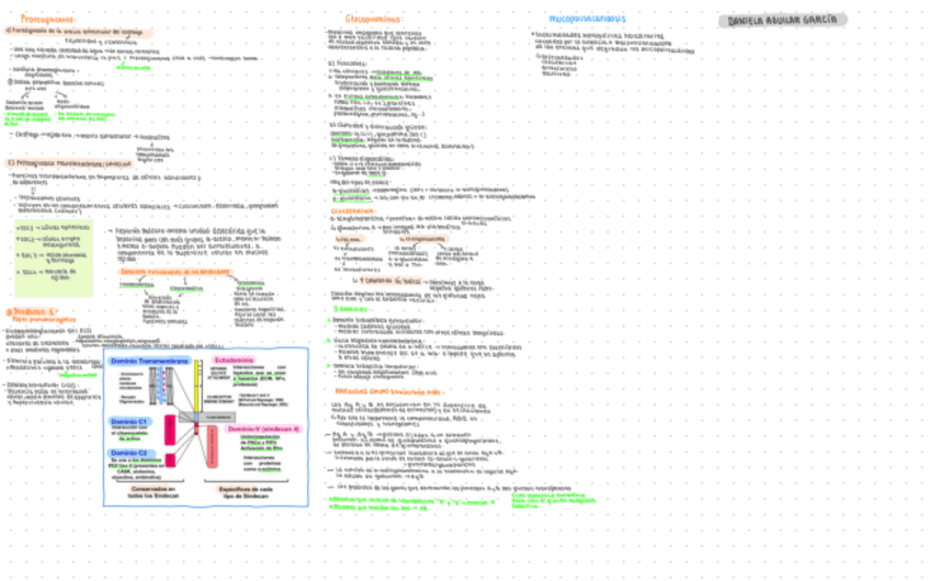 Miniatura del documento Resumen proteoglucanos y glucoproteínas.pdf