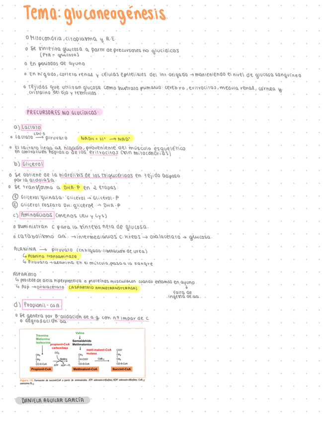 Miniatura del documento Precursores no glucídicos gluconeogénesis.jpg