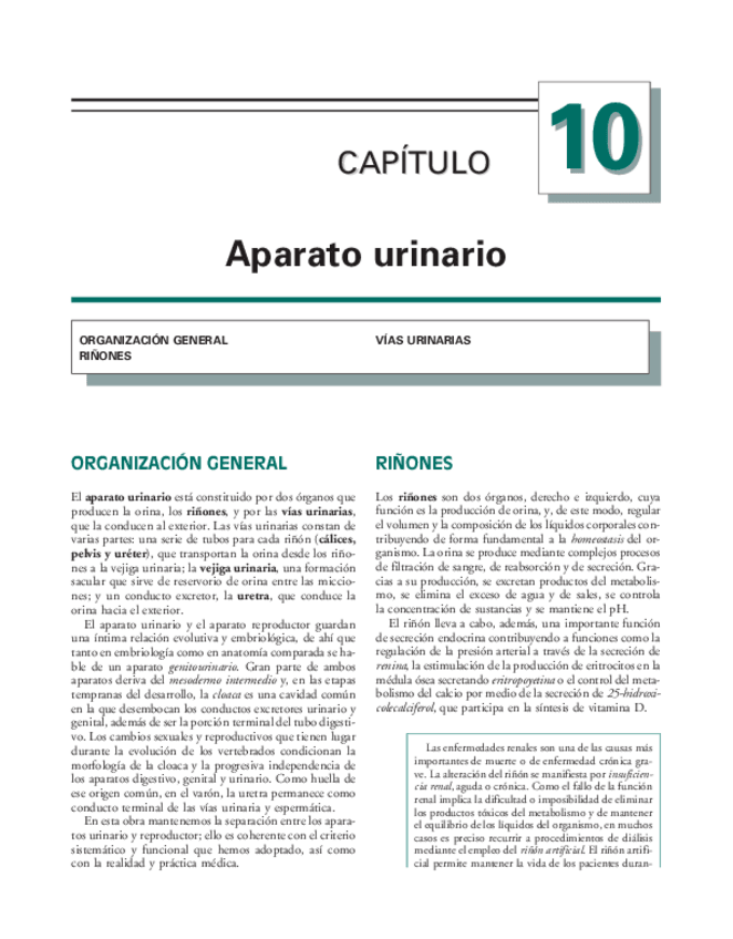 Miniatura del documento Anatomia.Humana.Garcia.Porrero-cap.10.pdf