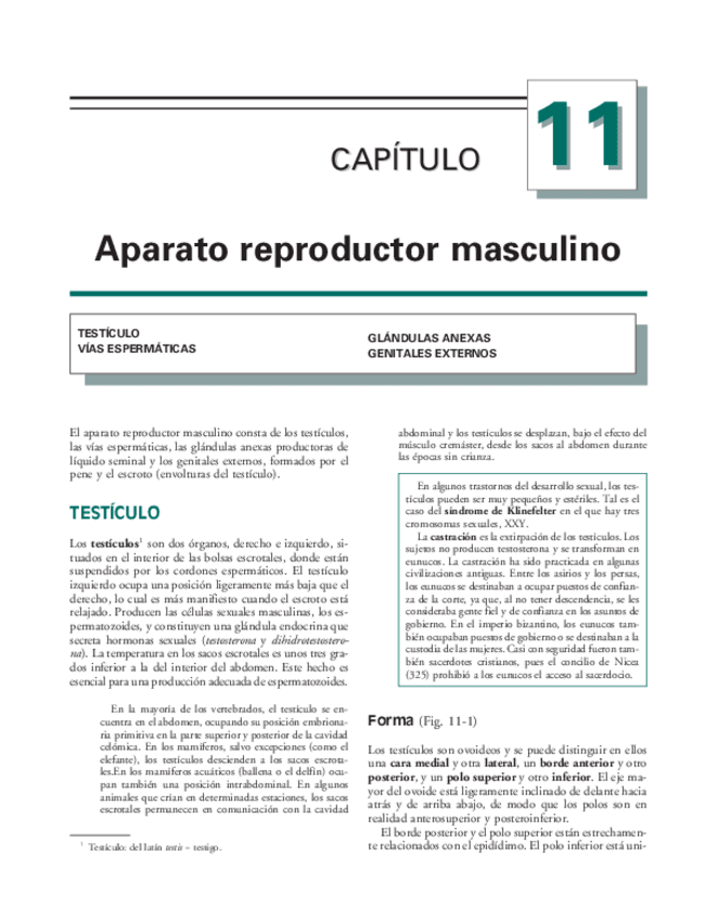 Miniatura del documento Anatomia.Humana.Garcia.Porrero-cap11.pdf