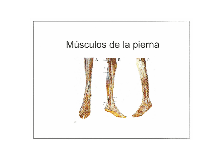Miniatura del documento 8.-Bloque5.Musculosdelapierna2011.pdf