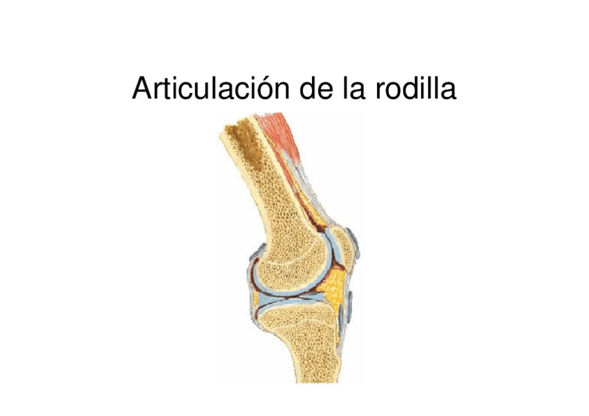 Miniatura del documento 9.-Articulaciondelarodilla.pdf