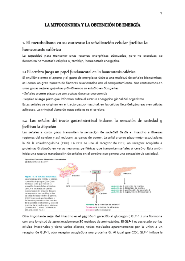Miniatura del documento LA-MITOCONDRIA-Y-LA-OBTENCION-DE-ENERGIA.pdf