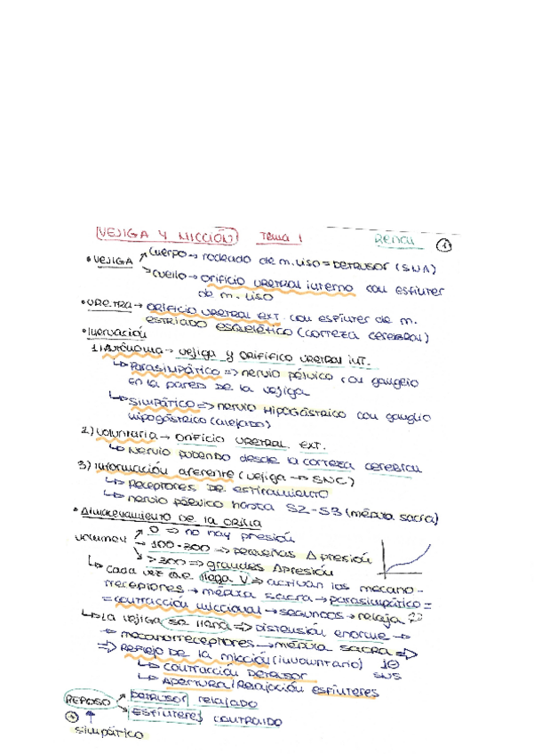 Miniatura del documento RENAL-ESQUEMAS-JORGECOBO.pdf