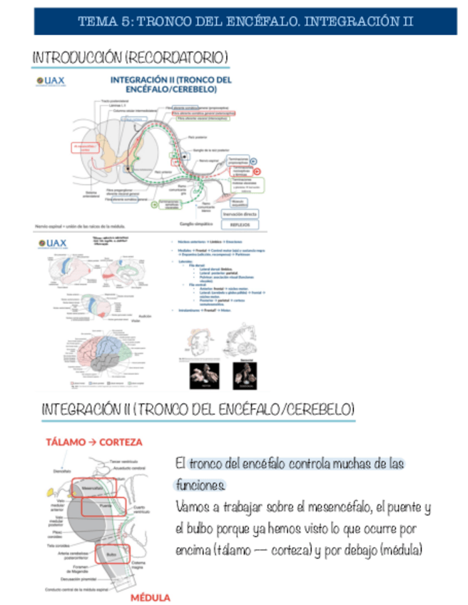 Miniatura del documento Tema-5-neurobiologia.pdf