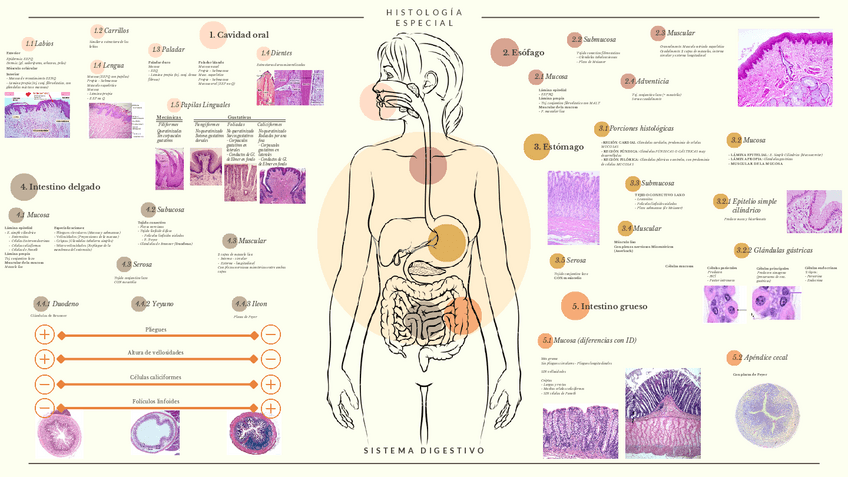 Miniatura del documento Esquema-ap.-digestivo.pdf