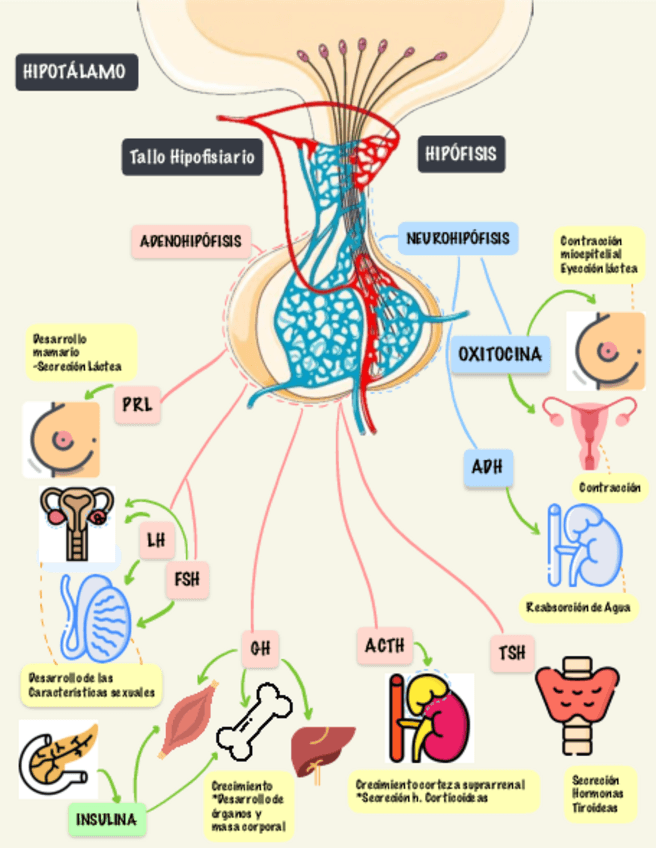 Miniatura del documento Esquema-Eje-Hipotalamo-hipofisario.pdf