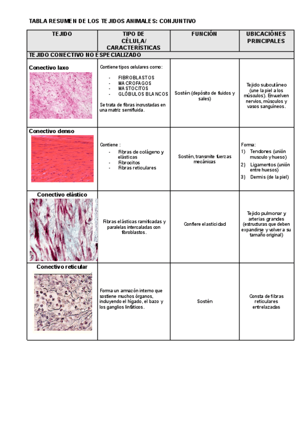 Miniatura del documento TEJIDO-CONJUNTIVO-Animal.pdf