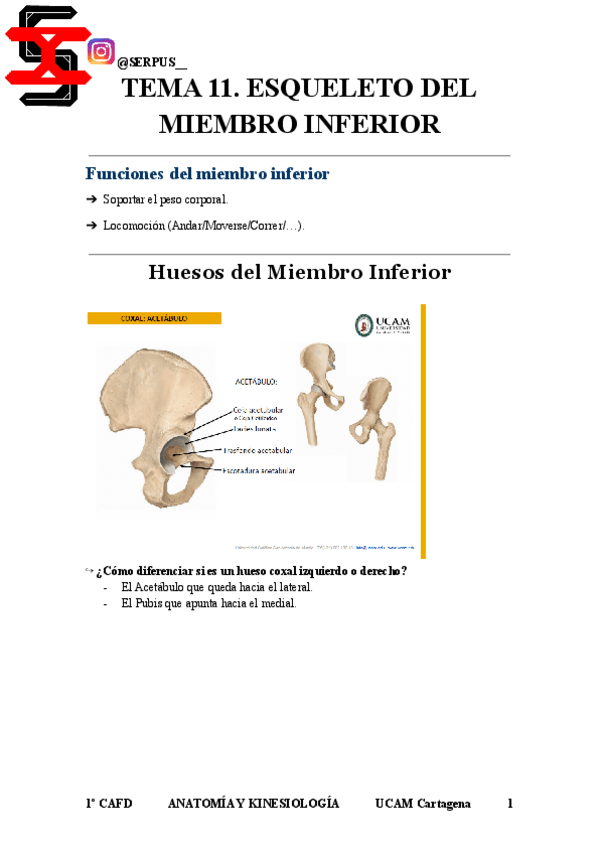 Miniatura del documento Apuntes-2o-Parcial-Anatomia-y-kinesiologia.pdf