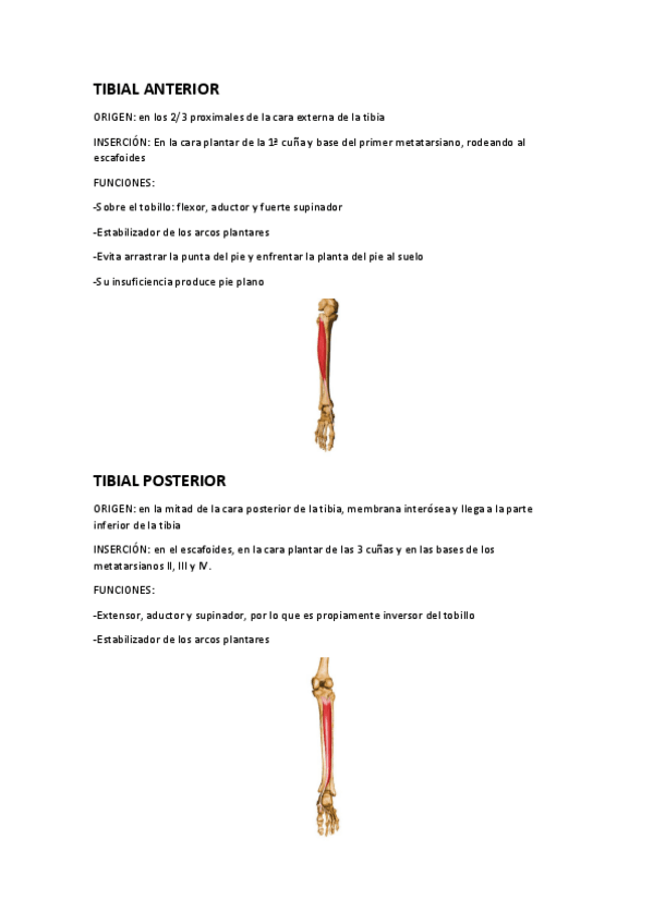 Miniatura del documento Músculos tobillo.pdf