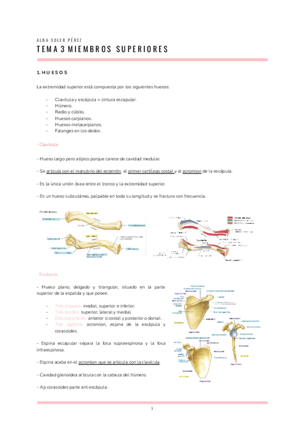 Miniatura del documento ANATOMIA-T.3.pdf