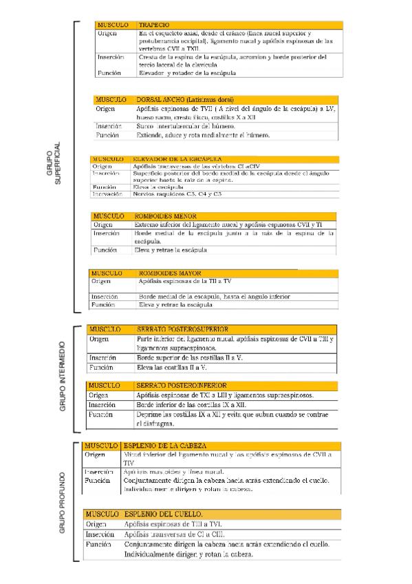 Miniatura del documento MUSCULOS.pdf
