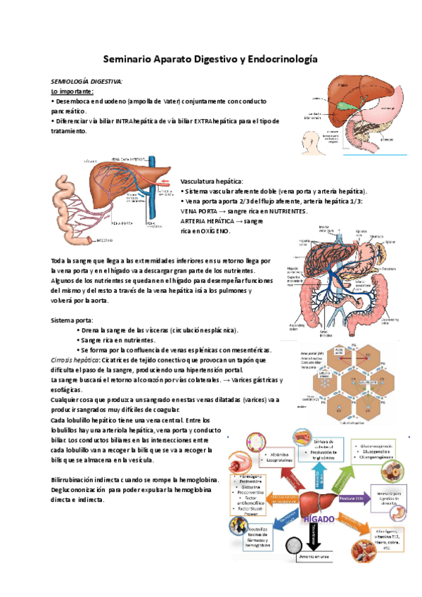 Miniatura del documento Seminario-aparato-digestivo-y-endocrinologia.pdf