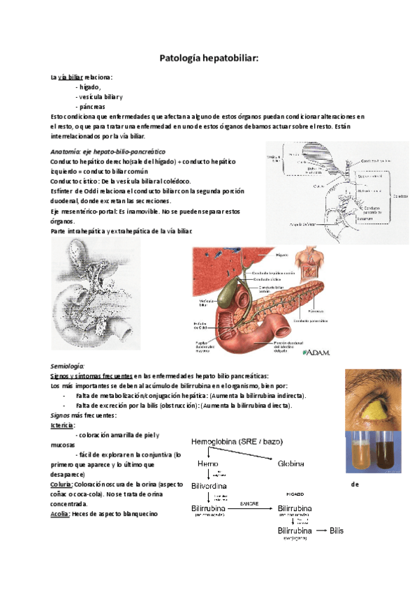 Miniatura del documento Patologia-hepatobiliopancreatica.pdf