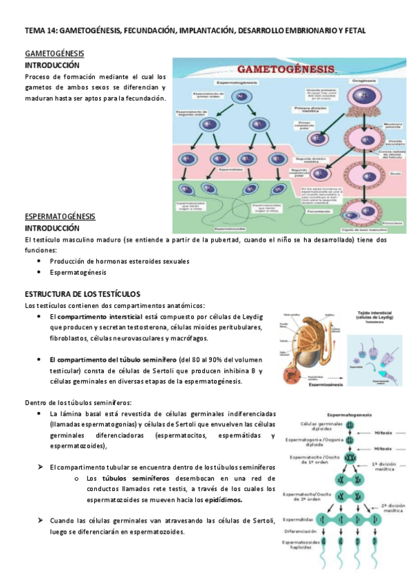 Miniatura del documento TEMA-13.-GAMETOGENESIS-FECUNDACION-IMPLANTACION-DESARROLLO-EMBRIONARIO-Y-FETAL.pdf