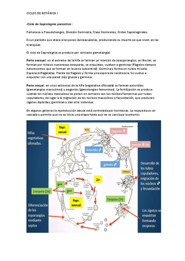 Miniatura del documento Ciclos botánica.pdf