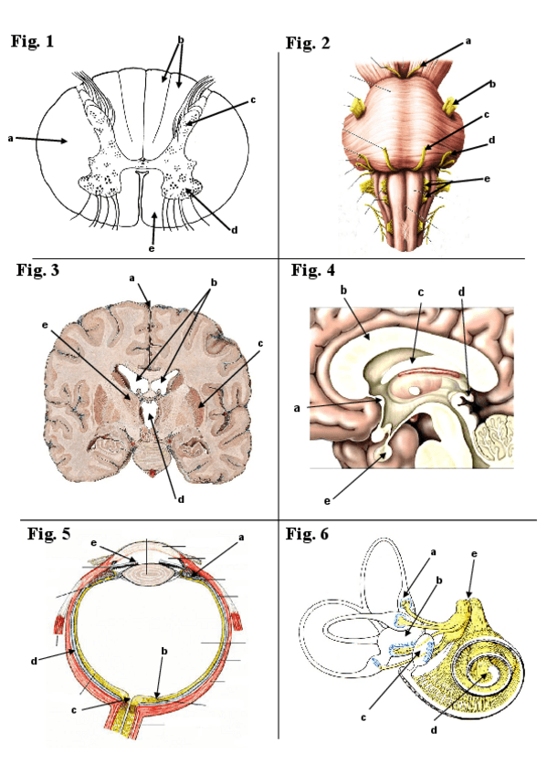 Miniatura del documento AyF-III-PRACTICAS-TEROL-CALPENA-6-Figsunlocked.pdf
