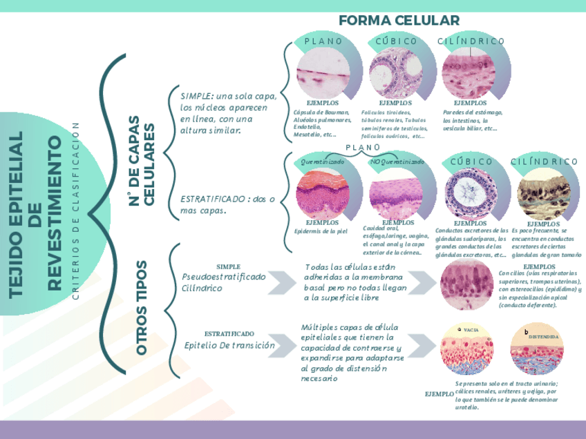Miniatura del documento Esquema-del-Tejido-Epitelial.pdf