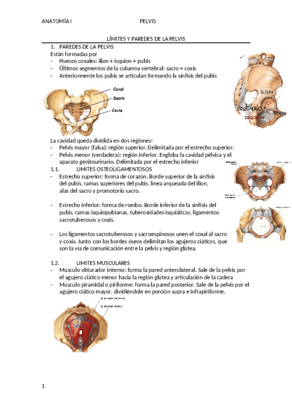 Miniatura del documento Pelvis.pdf