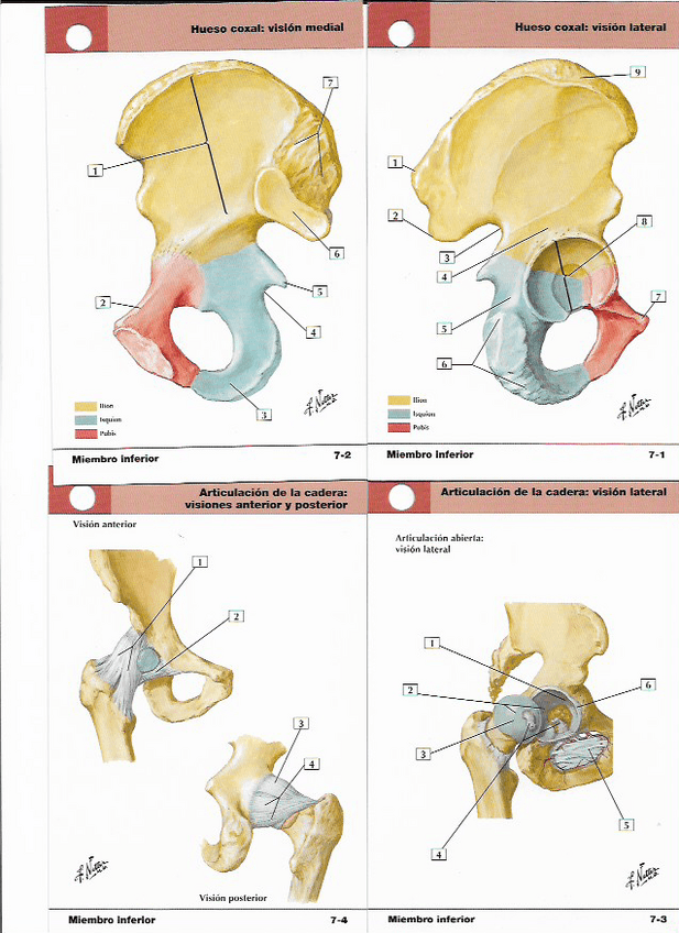 Miniatura del documento hueso-coxal-y-articulacion-coxofemorallamina.pdf