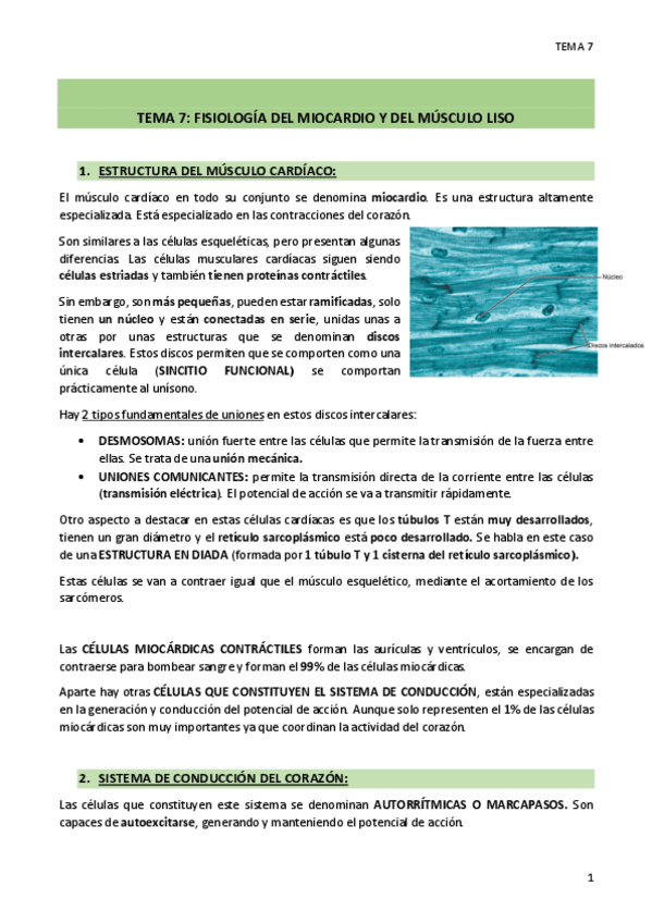 Miniatura del documento TEMA-7-Musculo-cardiaco-y-liso.pdf