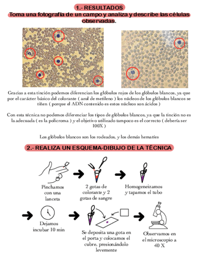 Miniatura del documento Tincion-Supravital.pdf