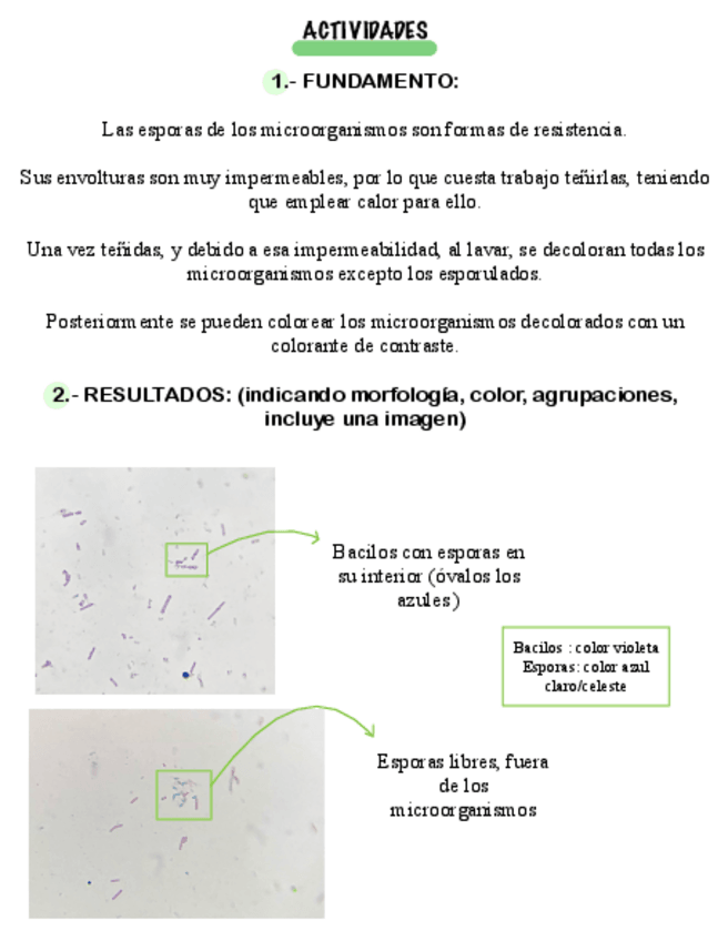 Miniatura del documento PRACTICA-7-TINCION-DE-ESPORAS.pdf
