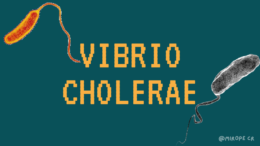 Miniatura del documento VIBRIO-CHOLERAE.pdf