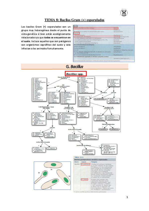 Miniatura del documento T8Bacilos-Gram--esporulados.pdf