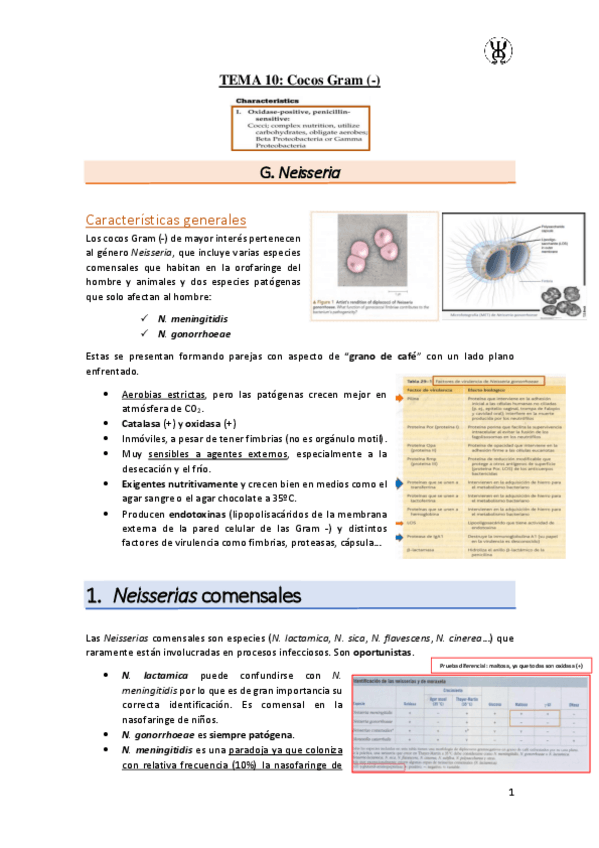 Miniatura del documento T10Cocos-Gram--.pdf
