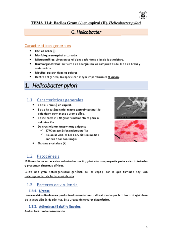 Miniatura del documento T11.4Bacilos-Gram---en-espiral-II.-Helicobacter-pylori.pdf