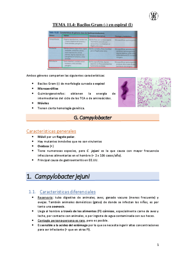 Miniatura del documento T11.4Bacilos-Gram---en-espiral-I.pdf