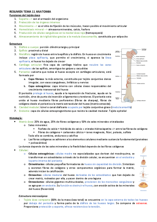 Miniatura del documento RESUMEN-TEMA-11-ANATOMIA.pdf
