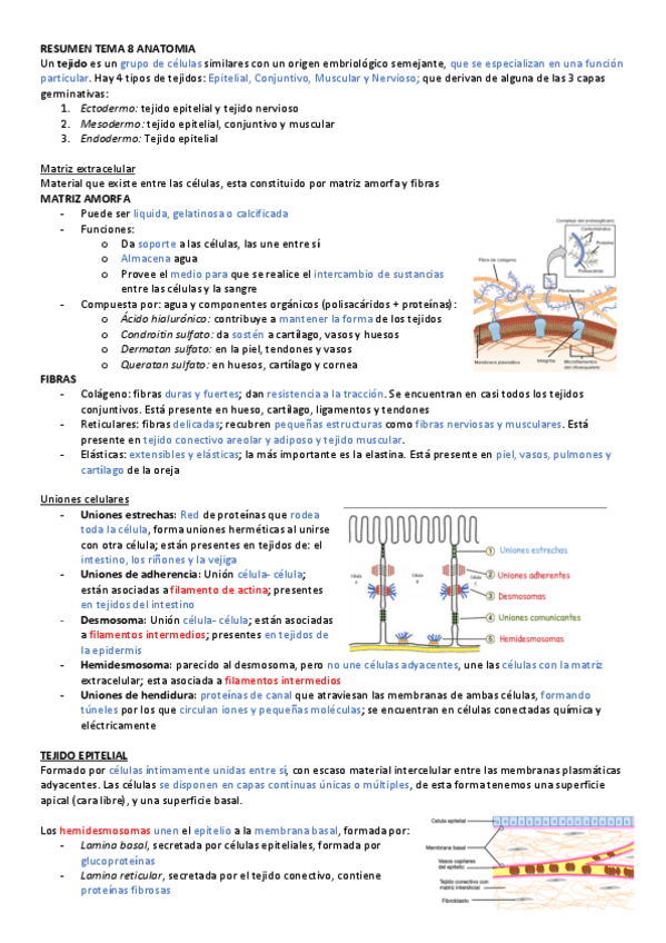 Miniatura del documento RESUMEN-TEMA-8-ANATOMIA.pdf