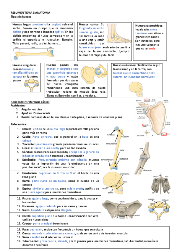 Miniatura del documento RESUMEN-TEMA-3-ANATOMIA.pdf