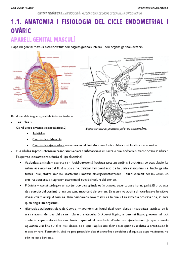 Miniatura del documento 1.1.Anatomiaifisiologia.pdf