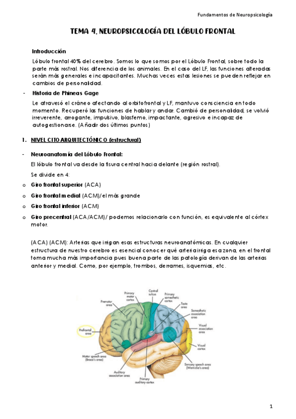 Miniatura del documento Tema 4. Neuropsicología del Lóbulo Frontal.pdf
