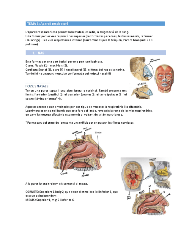 Miniatura del documento A-respiratori.pdf