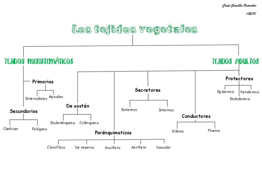 Miniatura del documento Esq-tejidos-vegetales.pdf