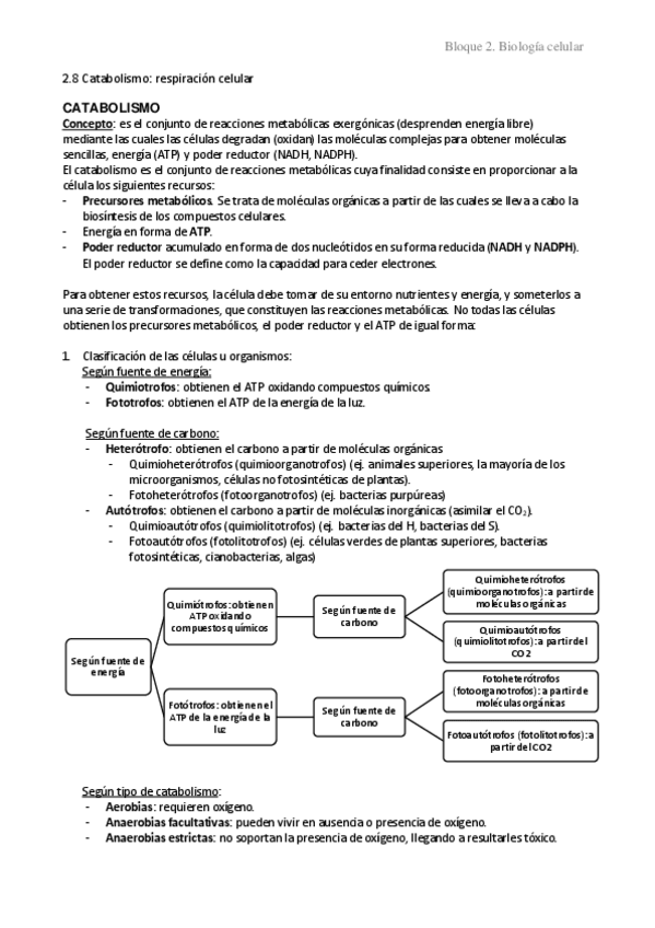 Miniatura del documento 2.8-Catabolismo-respiracion-celular.pdf