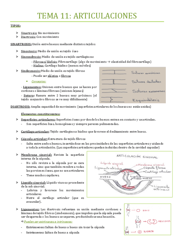Miniatura del documento TEMA-10-ARTICULACIONES.pdf