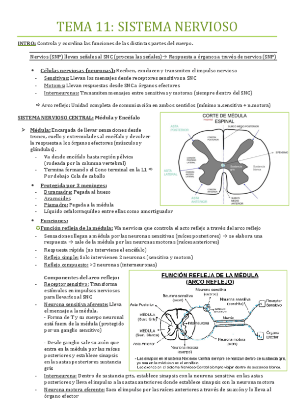 Miniatura del documento TEMA-11-SISTEMA-NERVIOSO.pdf