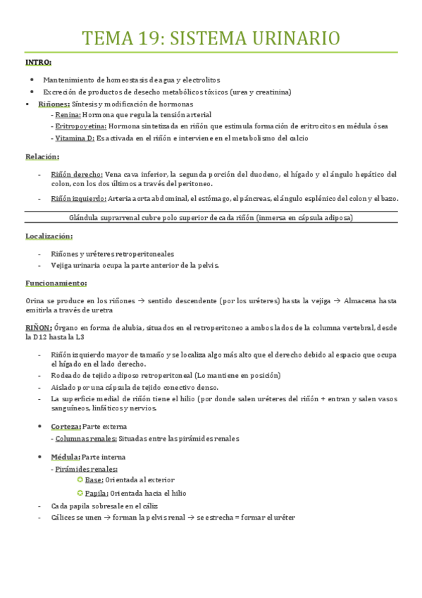 Miniatura del documento TEMA-19-SISTEMA-URINARIO.pdf
