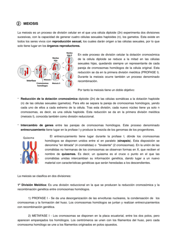 Miniatura del documento Meiosis.pdf