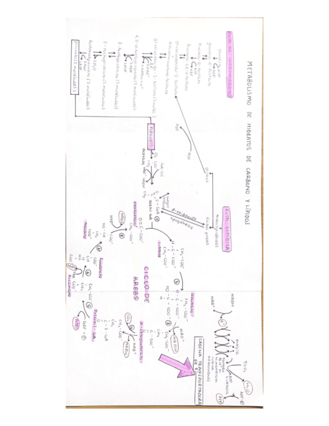 Miniatura del documento Esquema-del-metabolismo-de-carbohidratos-y-lipidos.pdf