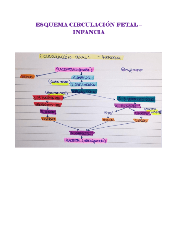 Miniatura del documento ESQUEMA CIRCULACION FETAL-INFANCIA.pdf