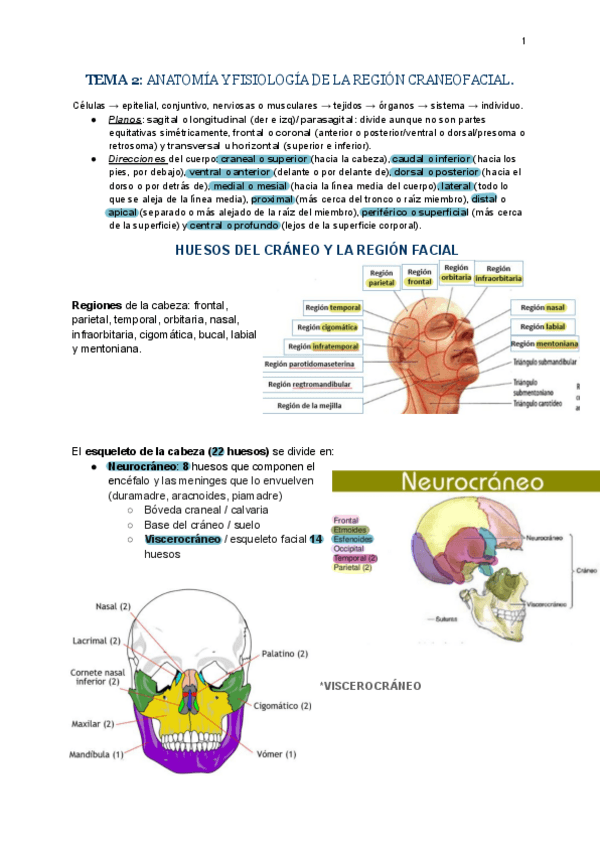 Miniatura del documento TEMA-2-ANATOMIA-Y-FISIOLOGIA-DE-LA-REGION-CRANEOFACIAL.pdf