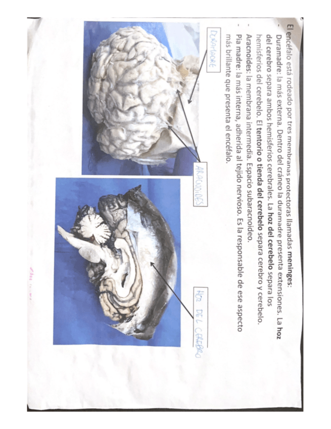 Miniatura del documento Cuadernillo-Proseccion-1.pdf